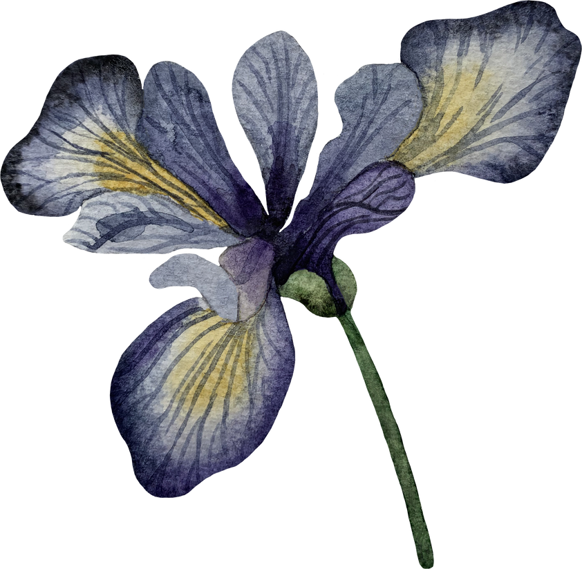 Watercolor vintage flowers iris