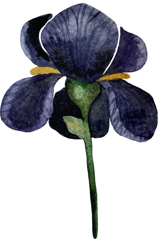 Watercolor vintage flowers iris